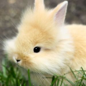 Meet your Posher, Sadie